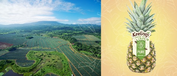 Keelings Bolster Overseas Partnerships and Acquire Pineapple Farm in Costa Rica