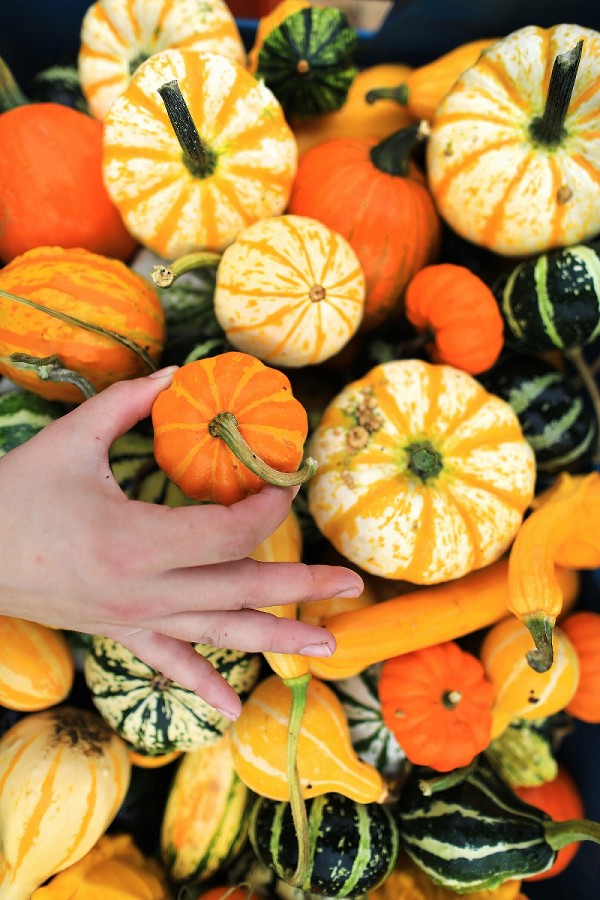 ‘GOURD-EOUS’ MINIATURE HALLOWEEN PUMPKINS NOW IN TESCO STORES NATIONWIDE IRISH-GROWN DECORATIVE GOURDS SET TO BE THIS YEAR’S HALLOWEEN MUST-HAVE